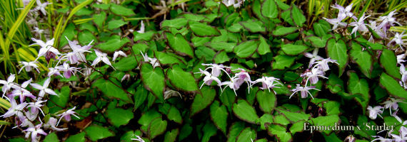 Epimedium